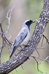 Black-faced Cuckoo-shrike, Kuranda, Queensland, Australia, November 2010 - click for larger image