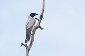Black-faced Cuckoo-shrike, Mareeba, Queensland, Australia, November 2010 - click for larger image