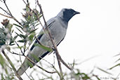 Black-faced Cuckoo-shrike, Cheynes Beach, Western Australia, October 2013 - click for larger image