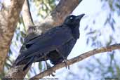 Australian Raven, Wyperfield, Victoria, February 2006 - click for larger image