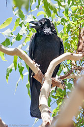 Torresian Crow, Kakadu, Northern Territory, Australia, October 2013 - click for larger image