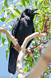 Torresian Crow, Kakadu, Northern Territory, Australia, October 2013 - click for larger image