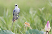 White-bellied Cuckoo-shrike, Kakadu, Northern Territory, Australia, October 2013 - click for larger image