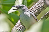 White-bellied Cuckoo-shrike, Kakadu, Northern Territory, Australia, October 2013 - click for larger image