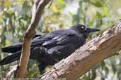 Forest Raven, Mt. Wellington, Hobart, Tasmania, February 2006 - click for larger image