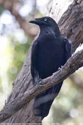 Forest Raven, Wilson's Promintory, Victoria, Australia, April 2006 - click for larger image
