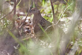 Brown Quail, Mareeba, Queensland, Australia, November 2010 - click for larger image