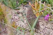 Brown Quail, Noorlunga, South Australia, September 2013 - click for larger image