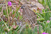 Brown Quail, Noorlunga, South Australia, September 2013 - click for larger image