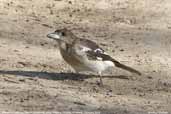 Immature Pied Butcherbird, Mildura, Victoria, Australia, February 2006 - click for larger image