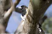 Pied Butcherbird, Mildura, Victoria, Australia, February 2006 - click for larger image