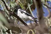 Pied Butcherbird, Mildura, Victoria, Australia, February 2006 - click for larger image