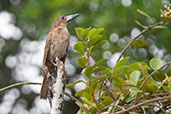 Black Butcherbird, Daintree, Queensland, Australia, November 2010 - click for larger image