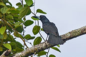 Black Butcherbird, Daintree, Queensland, Australia, November 2010 - click for larger image