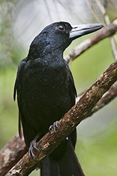 Black Butcherbird, Kuranda, Queensland, Australia, November 2010 - click for larger image