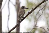 Immature Grey Butcherbird, Coffee Creek, Hobart, Tasmania, Australia, February 2006 - click for larger image