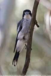 Grey Butcherbird, Wilpena Pound, South Australia, March 2006 - click for larger image