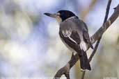 Grey Butcherbird, Wilpena Pound, South Australia, March 2006 - click for larger image
