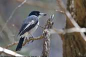 Grey Butcherbird, Wilpena Pound, South Australia, March 2006 - click for larger image