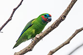 Double-eyed Fig Parrot, Port Douglas, Queensland, Australia, November 2010 - click for larger image