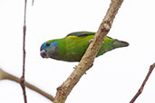 Double-eyed Fig Parrot, Port Douglas, Queensland, Australia, November 2010 - click for larger image