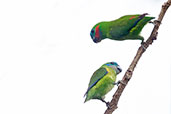 Double-eyed Fig Parrot, Port Douglas, Queensland, Australia, November 2010 - click for larger image