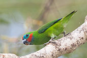 Double-eyed Fig Parrot, Port Douglas, Queensland, Australia, November 2010 - click for larger image