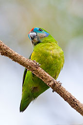 Double-eyed Fig Parrot, Port Douglas, Queensland, Australia, November 2010 - click for larger image