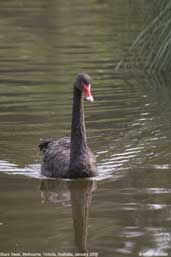 Black Swan, Melbourne, Victoria, Australia, January 2006 - click for larger image