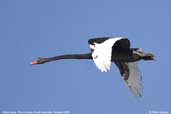 Black Swan, The Coorong, South Australia, February 2006 - click for larger image