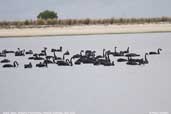 Black Swan, Wilson's Promontory, Victoria, Australia, April 2006 - click for larger image