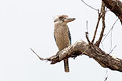 Blue-winged Kookaburra, Mareeba, Queensland, Australia, November 2010 - click for larger image