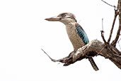 Blue-winged Kookaburra, Mareeba, Queensland, Australia, November 2010 - click for larger image