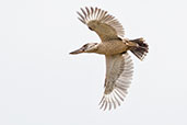 Blue-winged Kookaburra, Mareeba, Queensland, Australia, November 2010 - click for larger image