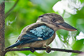 Blue-winged Kookaburra, Howard Springs, Northern Territory, Australia, October 2013 - click for larger image