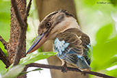 Blue-winged Kookaburra, Howard Springs, Northern Territory, Australia, October 2013 - click for larger image