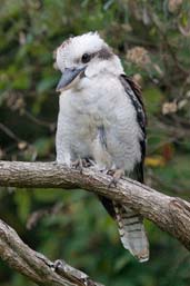Laughing Kookaburra, Wye Valley, Victoria, Australia, February 2006 - click for larger image