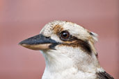 Laughing Kookaburra, Murramarang, NSW, Australia, March 2006 - click for larger image