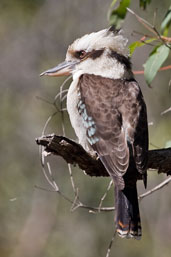 Laughing Kookaburra, Mallacoota, Victoria, Australia, April 2006 - click for larger image