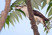 Laughing Kookaburra, Mission Beach, Australia, December 2010 - click for larger image