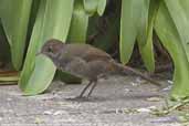 Rufous Bristlebird, Wye Valley, Victoria, Australia, February 2006 - click for larger image