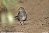 Rufous Bristlebird, Wye Valley, Victoria, Australia, February 2006 - click for larger image