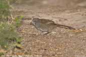 Rufous Bristlebird, Wye Valley, Victoria, Australia, February 2006 - click for larger image