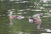 Wandering Whistling Duck, Daintree, Queensland, Australia, November 2010 - click for larger image