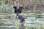 Wandering Whistling Duck, Daintree, Queensland, Australia, November 2010 - click for larger image