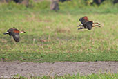 Wandering Whistling Duck, Kakadu, Northern Territory, Australia, October 2013 - click for larger image