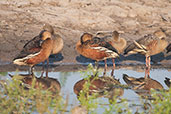 Wandering Whistling Duck, Kakadu, Northern Territory, Australia, October 2013 - click for larger image