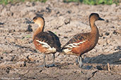 Wandering Whistling Duck, Kakadu, Northern Territory, Australia, October 2013 - click for larger image