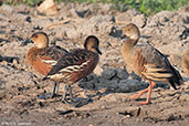 Plumed Whistling-duck, Kakadu, Northern Territory, Australia, October 2013 - click for larger image