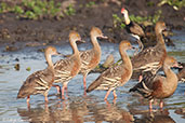 Plumed Whistling-duck, Kakadu, Northern Territory, Australia, October 2013 - click for larger image